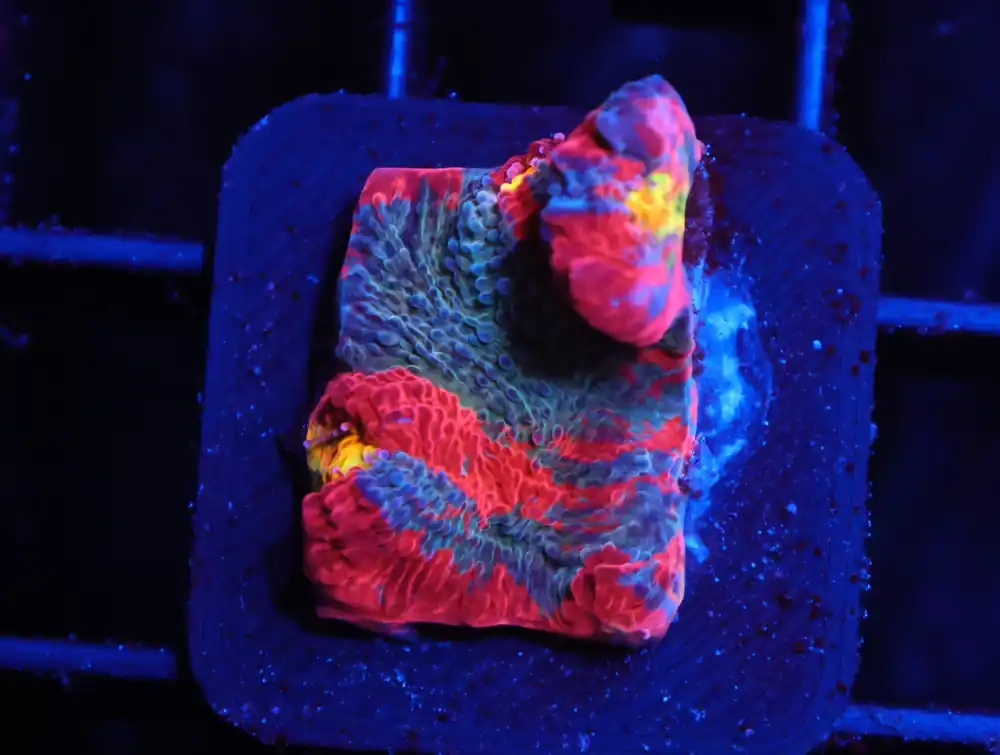 C87 – SDC RAINBOW JELLYBEAN CHALICE - Saltwater