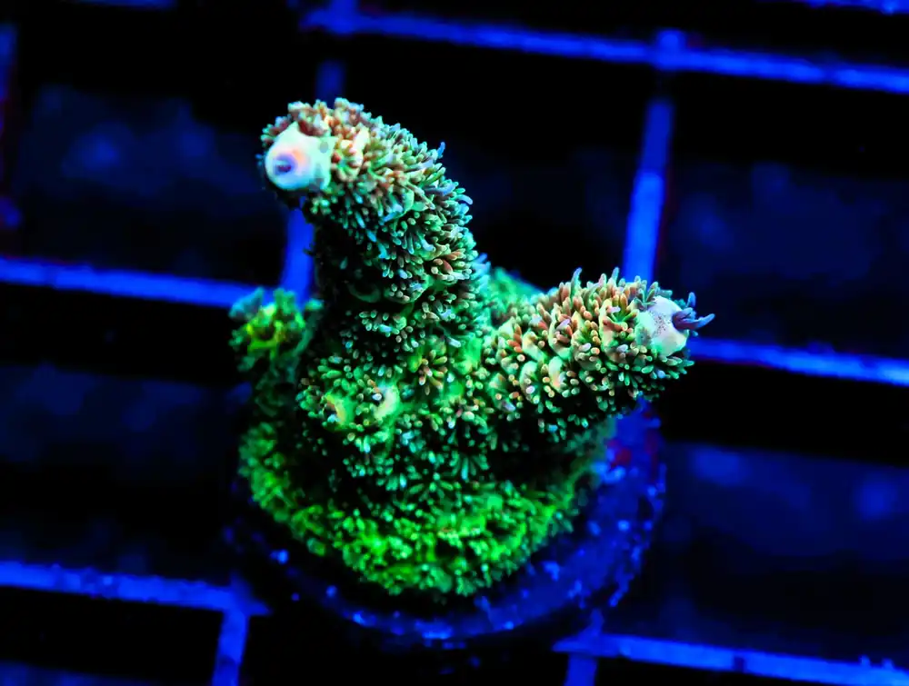 C27 – SDC ACROPORA ASST. PREMIUM - Saltwater
