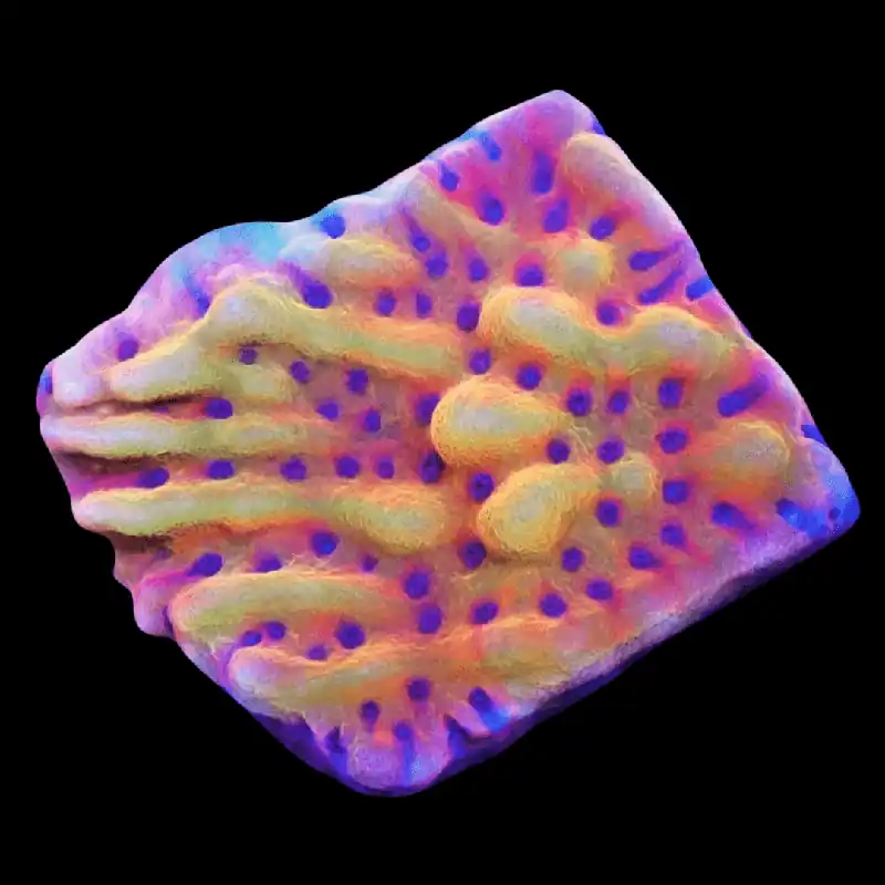 Afterburner Montipora; Cultured - Montipora sp
