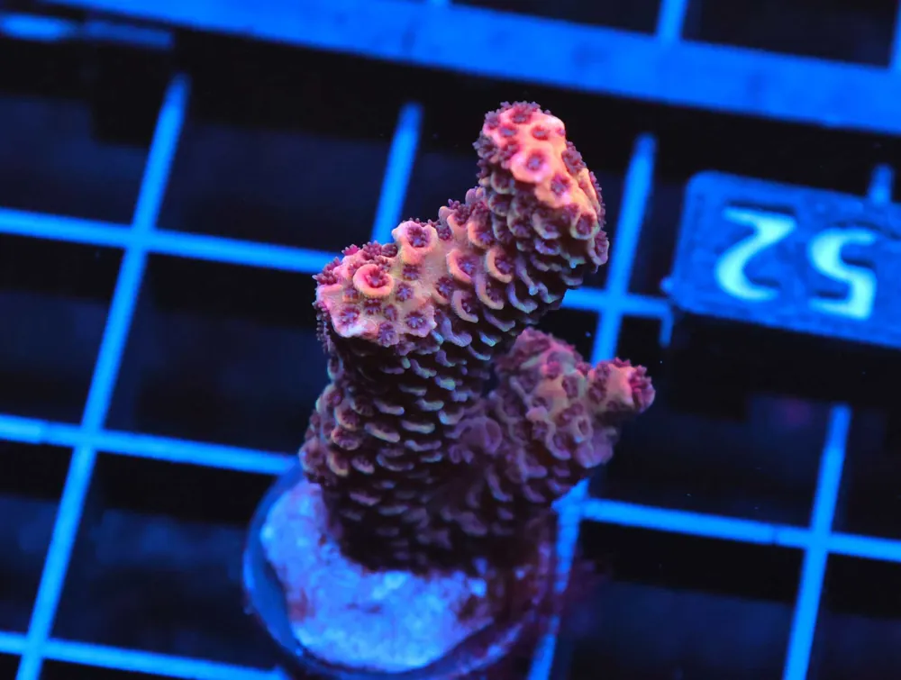 C152 – SDC ACROPORA ASST. PREMIUM - Saltwater