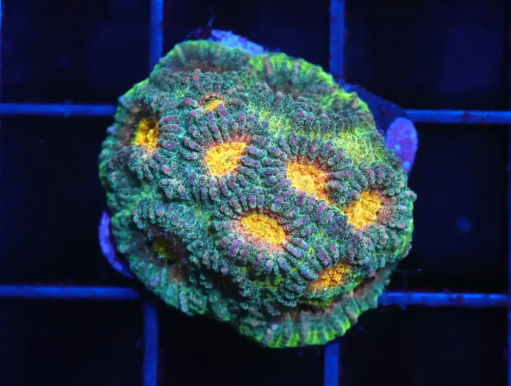 C02 – SDC AZTEC QUEEN FAVIA - Saltwater