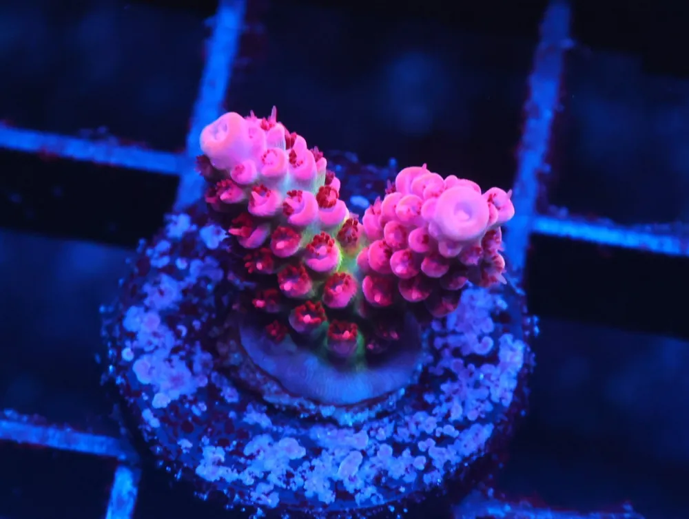 C28 – SDC OH DANG ACRO - Saltwater