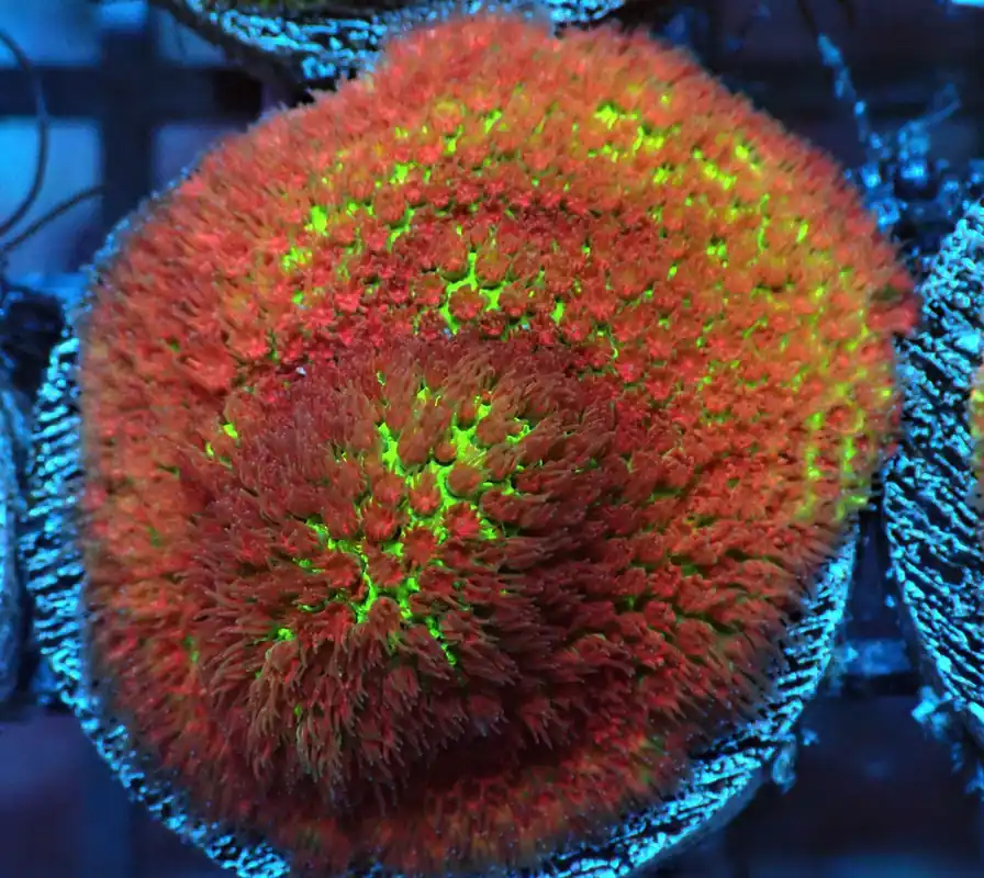 Grinch Porites; Cultured - Porites sp