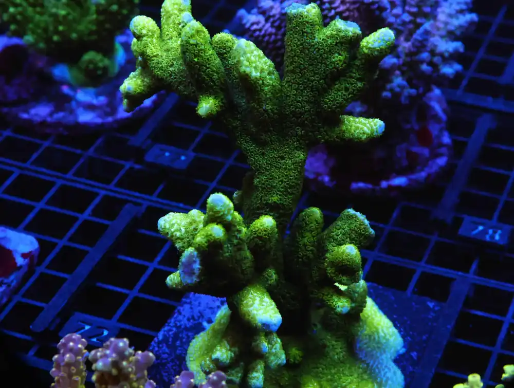 E72 – INDO ACRO PREMIUM CULTURED - Saltwater