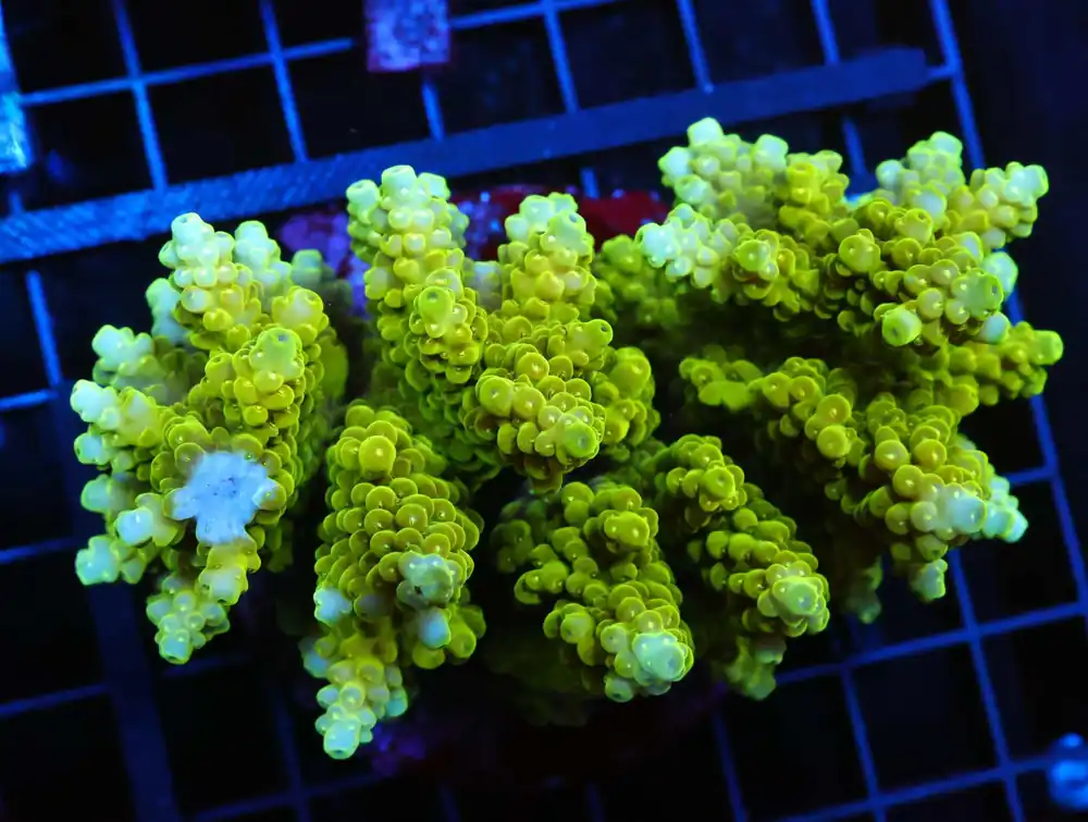 E96 – AUSSIE ACRO CHERRY PREMIUM - Saltwater
