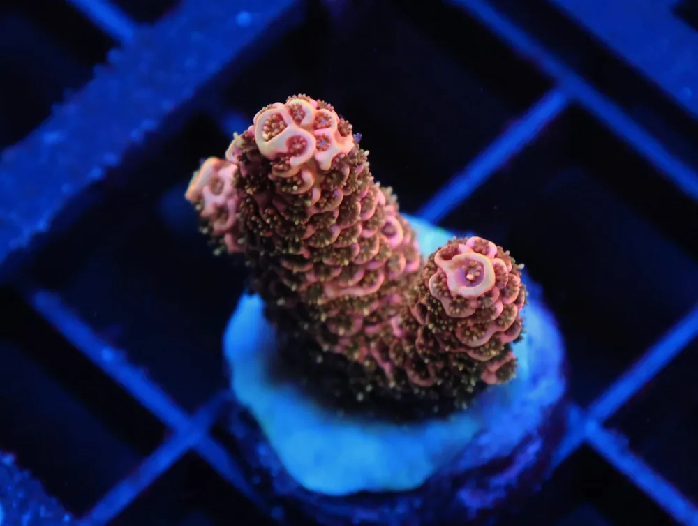 C245 – SDC ACROPORA ASST. PREMIUM - Saltwater