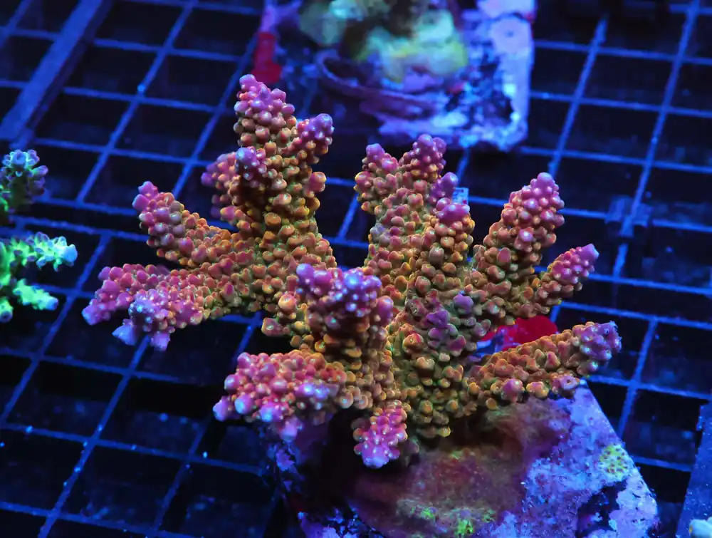 E130 – SDC CULTURED SUBLIME ACRO COLONY - Saltwater