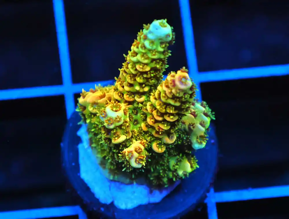 C159 – SDC CHERRY BOMB ACRO - Saltwater
