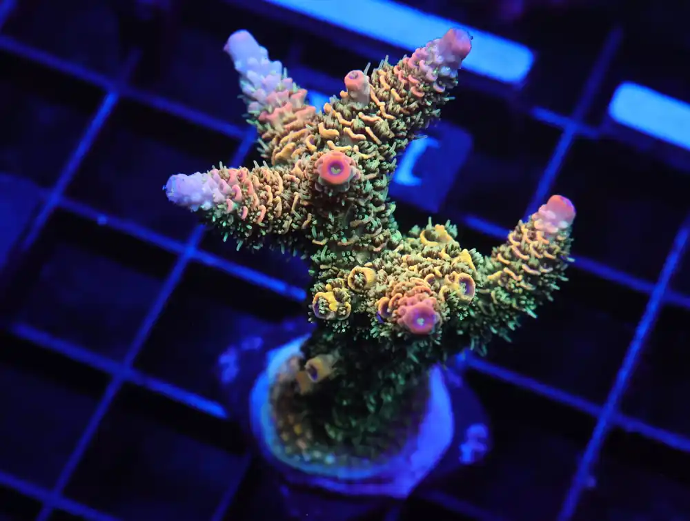 E141 – INDO ACRO RAINBOW MILLE CULTURED - Saltwater