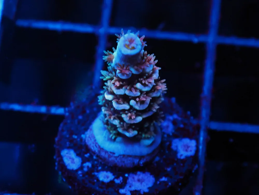 C24 – SDC ACROPORA ASST. TENUIS - Saltwater