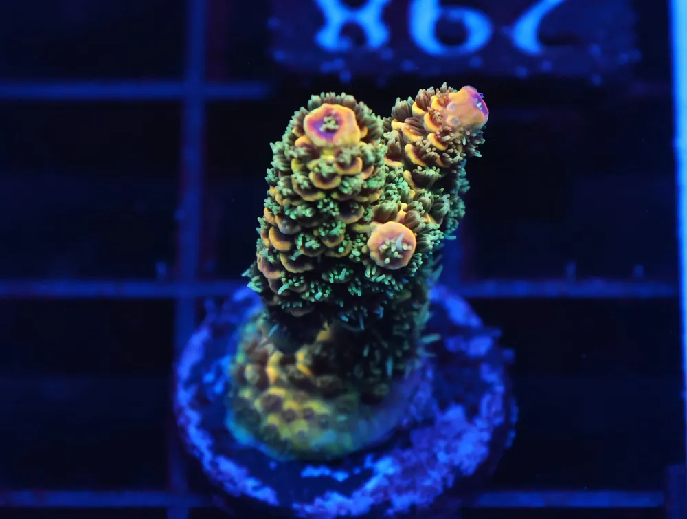 C298 – SDC MARMALADE SKIES ACRO - Saltwater