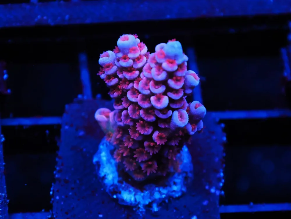 C271 – SDC CHERRY BOMB ACRO - Saltwater