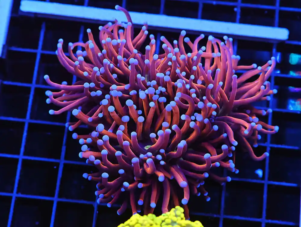 D38 – MALAYSIA TORCH JOKER 2 HEAD - Saltwater