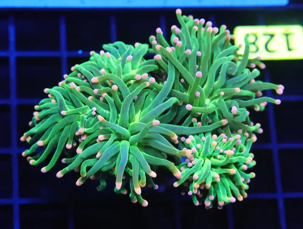 D128 – INDO TORCH GREEN VARIANT 4 HEAD - Saltwater