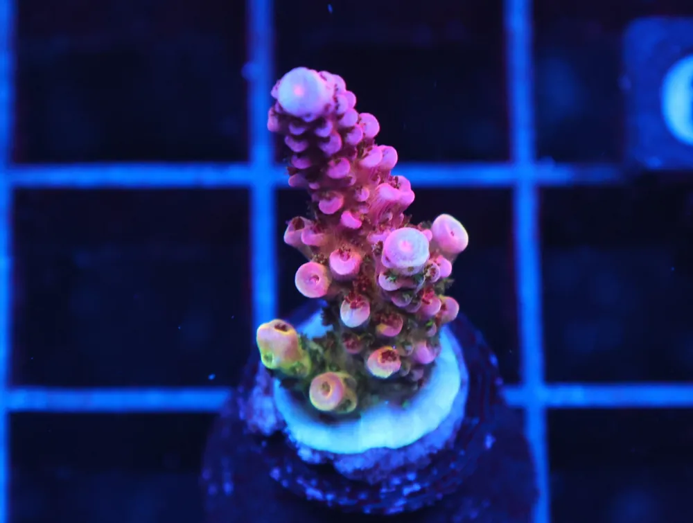 C139 – SDC SUPERNOVA ACRO - Saltwater