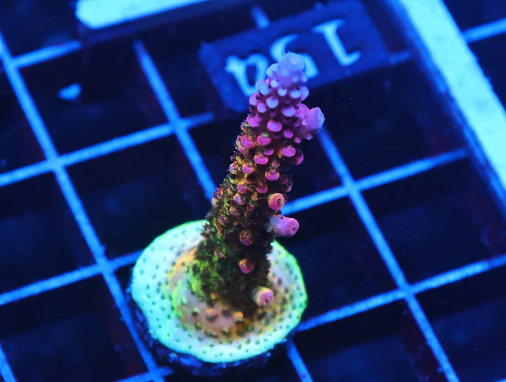 C154 – SDC RAINBOW ROMMELS ACRO ML FRAG - Saltwater