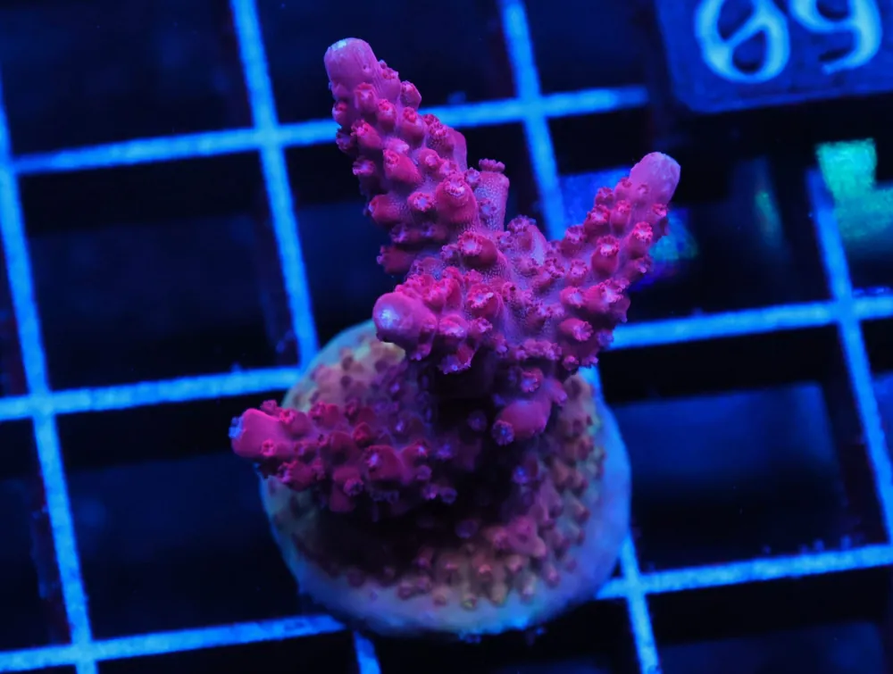 C160 – SDC MARTIAN SUNSET ACRO XL FRAG - Saltwater