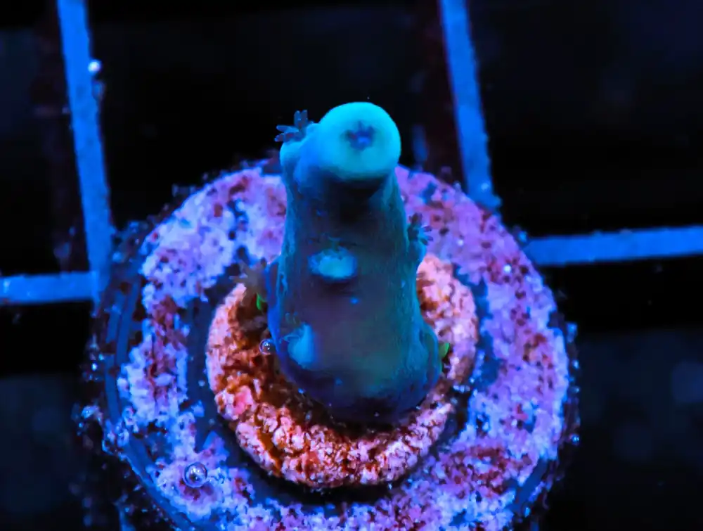 C246 – SDC BLUE OREGON TORT ACRO (DAYLIGHT PIC) - Saltwater