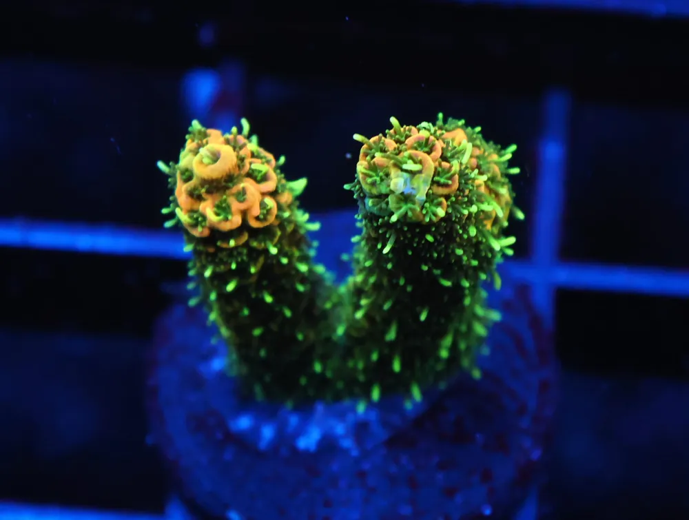 C269 – SDC FUZZY NAVEL ACRO - Saltwater