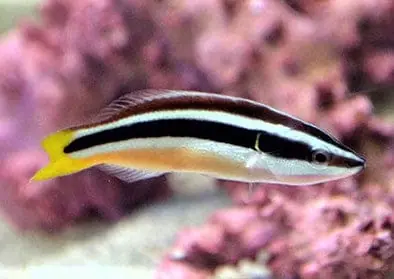 Yellowtail Cleaner Wrasse – Diproctacanthus xanthurus - Fish