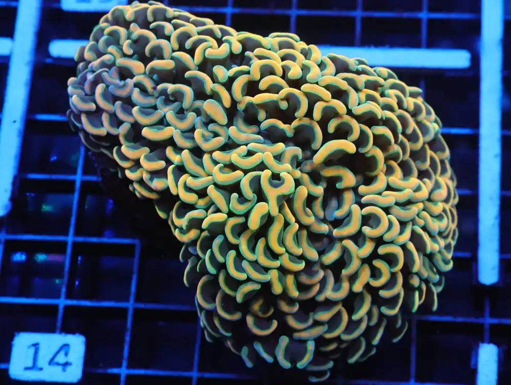 J14 – INDO HAMMER WALL GOLD - Saltwater