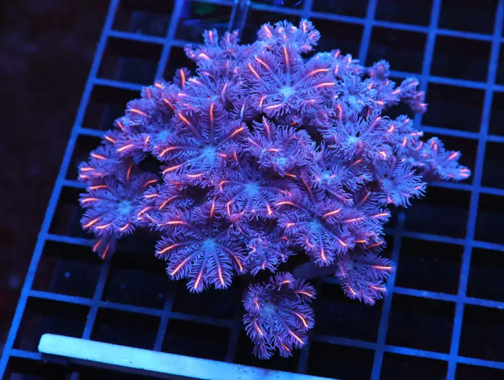 J66 – MALAYSIA TORCH COTTON CANDY 6 HEAD - Saltwater