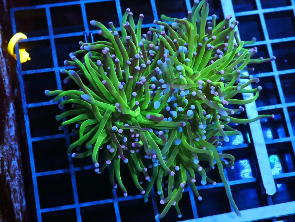 J91 – INDO TORCH GREEN VARIANT 2 HEAD - Saltwater