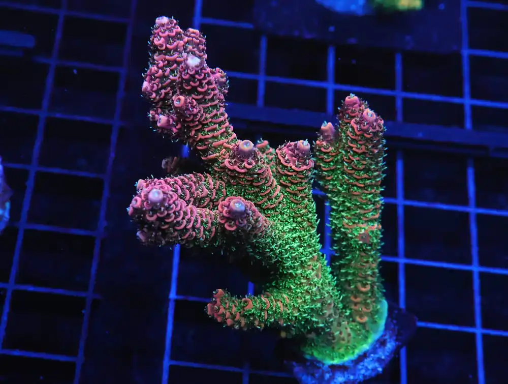 E29 – INDO ACRO RAINBOW MILLE CULTURED - Saltwater
