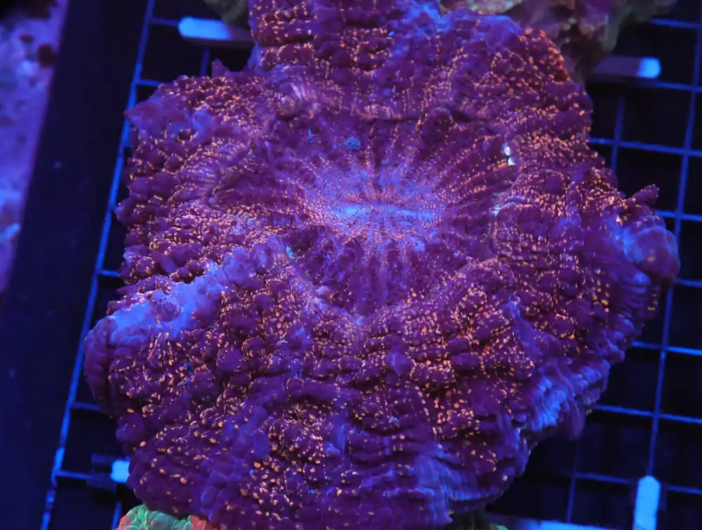 H40 – INDO GOLD DUST ACANTHOHYLLIA - Saltwater