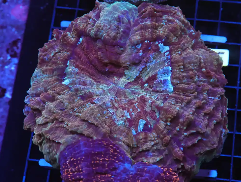 H35 – INDO MARBLED GOLD ACANTHOPHYLLIA - Saltwater