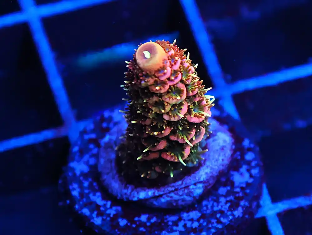 C165 – SDC ATOMIC TANGERINE ACRO - Saltwater