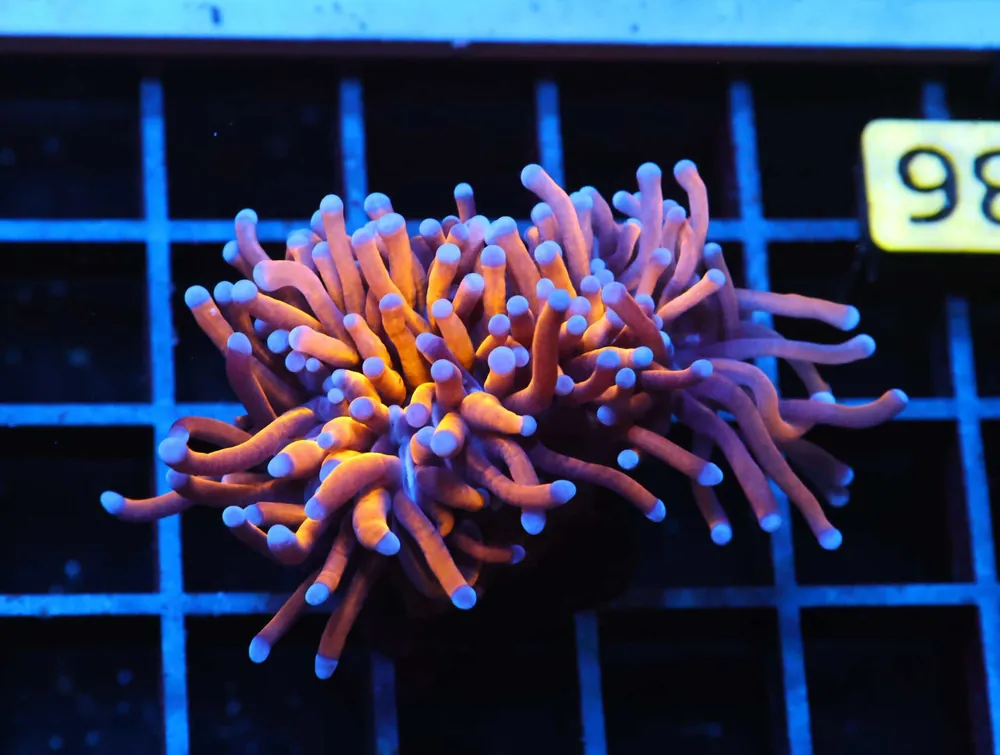 J36 – INDO TORCH GOLD VARIANT 1 HEAD - Saltwater