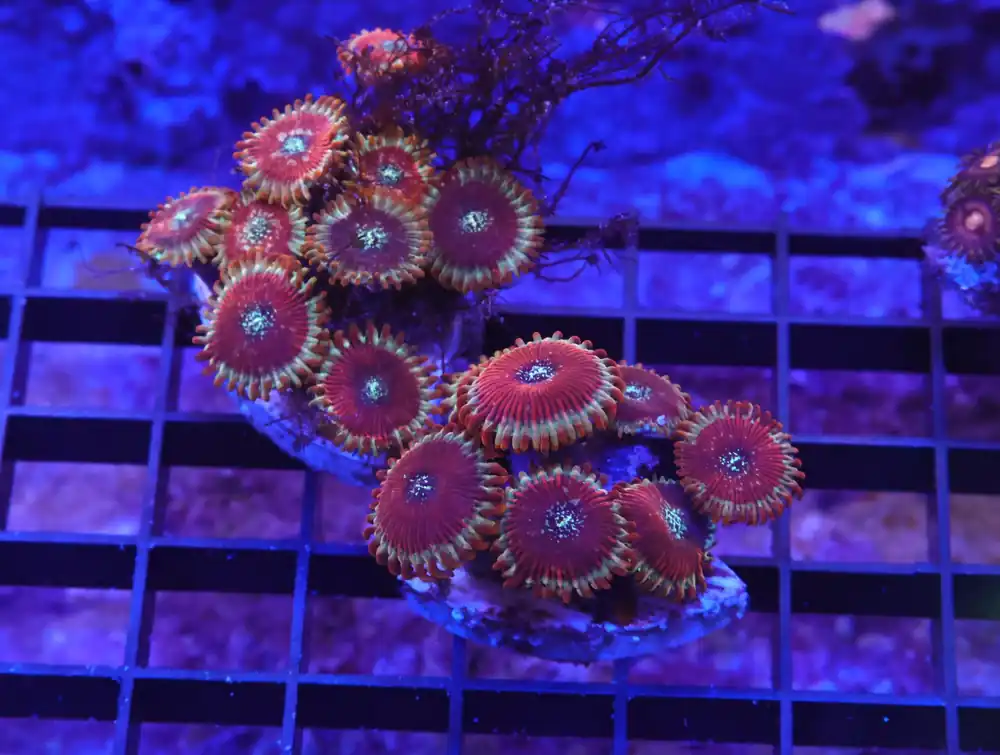 K67 – 2PK RED MAGICIAN ZOA - Saltwater