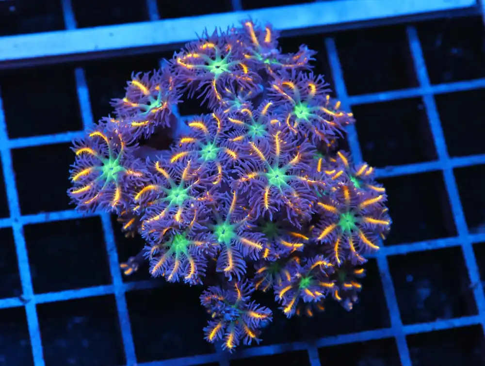 J109 – INDO FROGSPAWN BRANCH ORANGE 3 HEAD - Saltwater