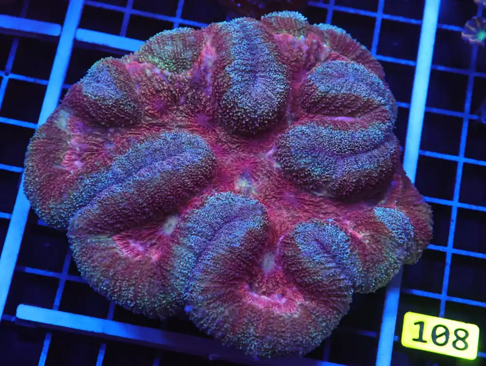 B107 – FUZZY BRAIN SYMPHYLLIA - Furnace B : Amazing variety of awesome corals every week!