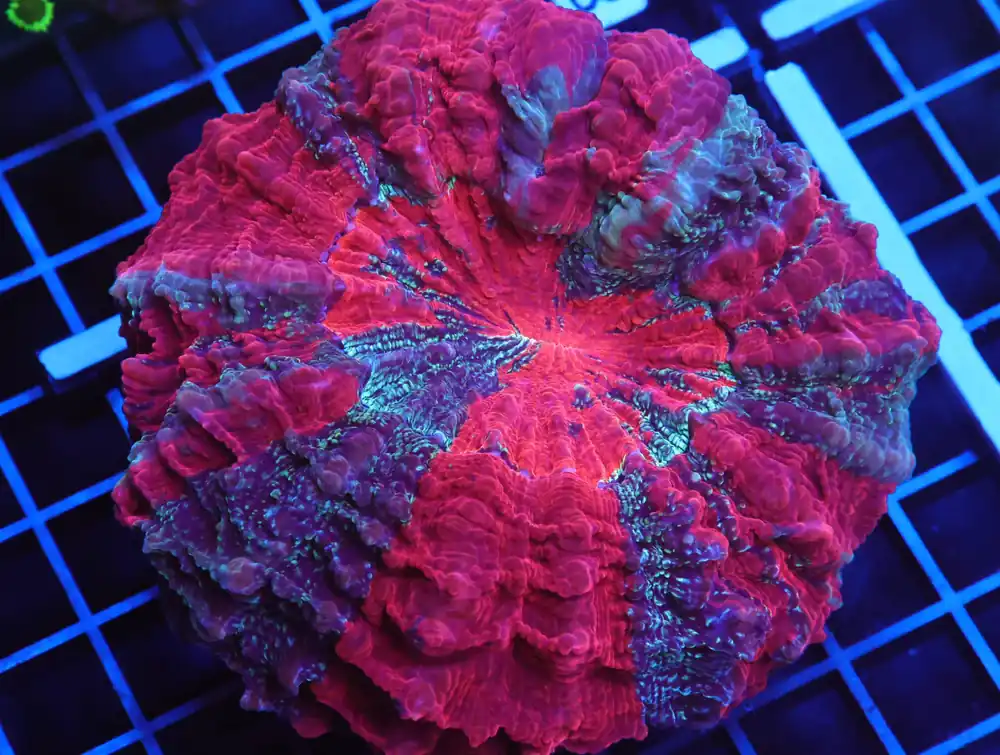 B87 -AUSSIE HADES PIT ACANTHOPHYLLIA
