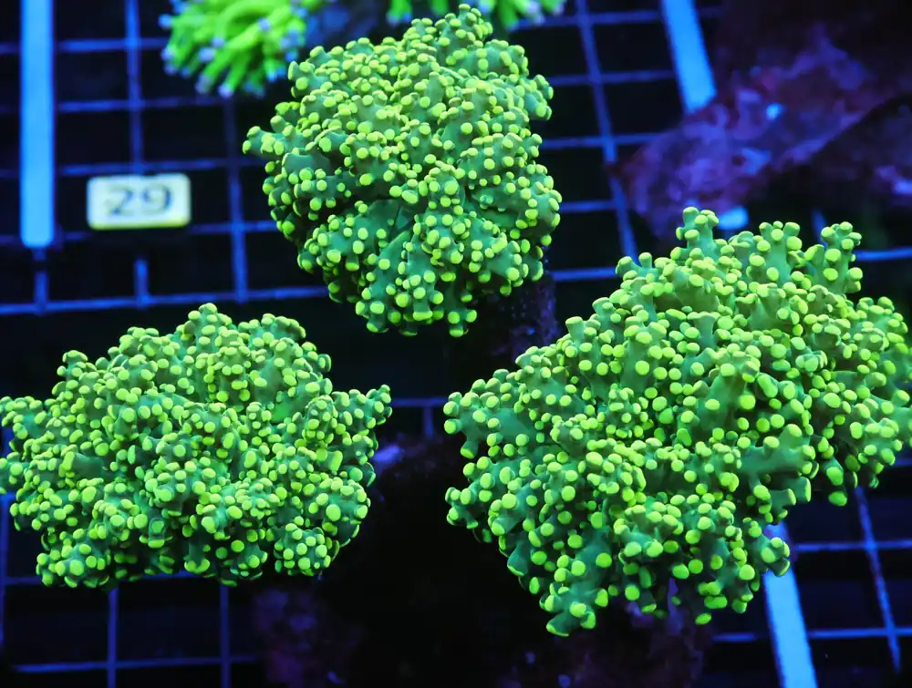 J24 – INDO FROGSPAWN BRANCH GAMMA RAY 4 HEAD - Saltwater