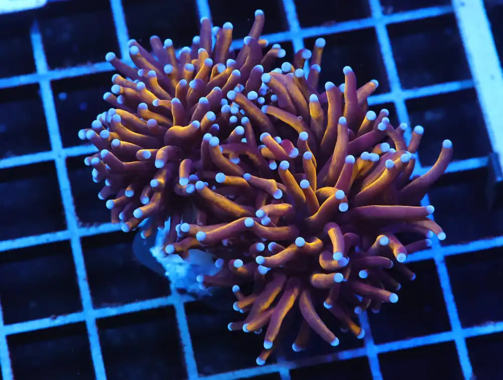 J96 – INDO TORCH GOLD VARIANT 2 HEAD - Saltwater