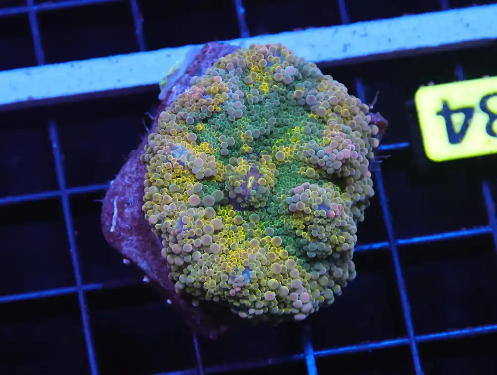 H84 – GOLDEN PRINCESS RICORDEA MUSHROOM - Saltwater