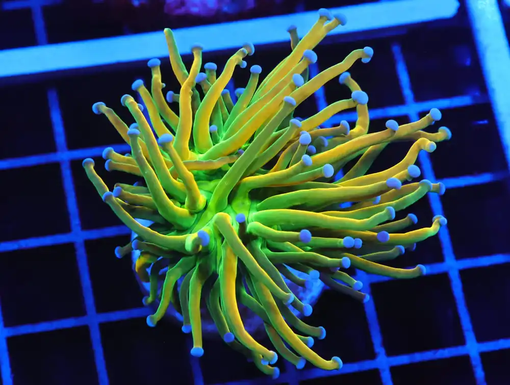 D13 – MALAYSIA TORCH HOLY GRAIL 1 HEAD - Saltwater
