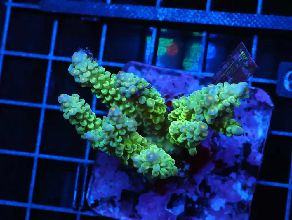 E50 – INDO ACRO PREMIUM TENUIS CULTURED - Saltwater