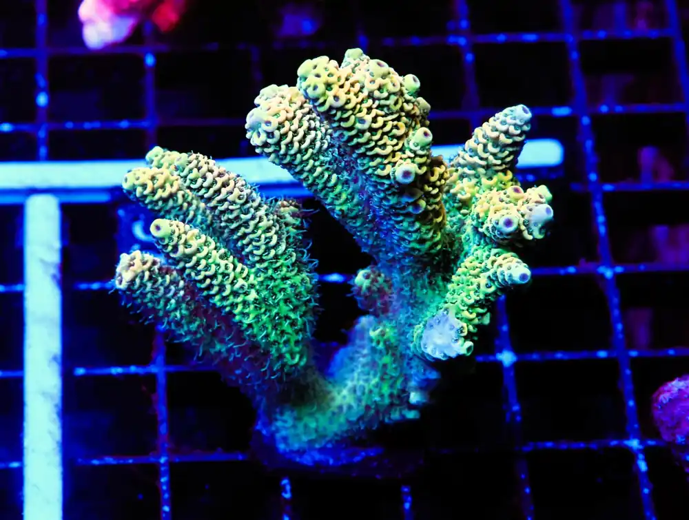 E98 – - Saltwater