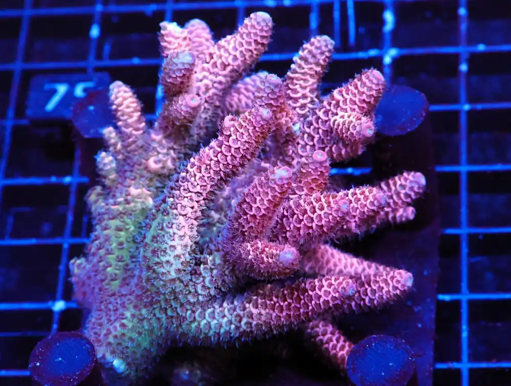 E70 – SDC BLACK FOREST MONTI DIGI LG COLONY - Saltwater