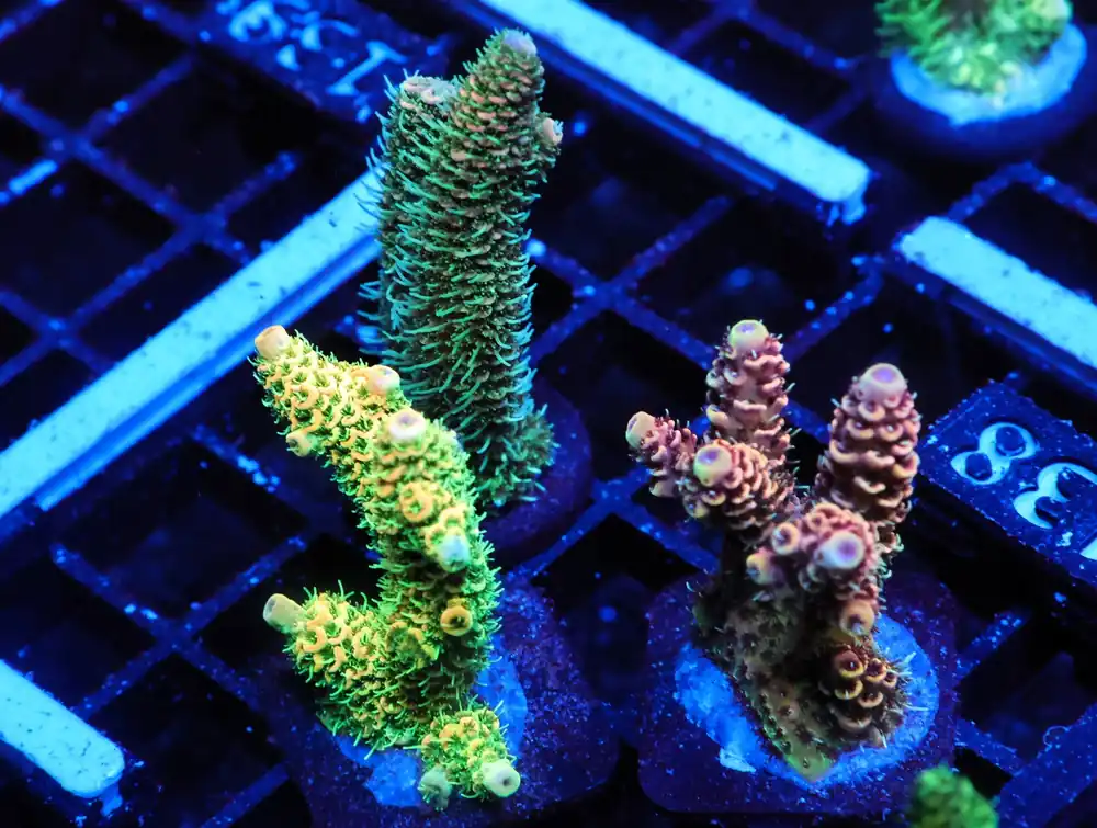 E138 – - Saltwater