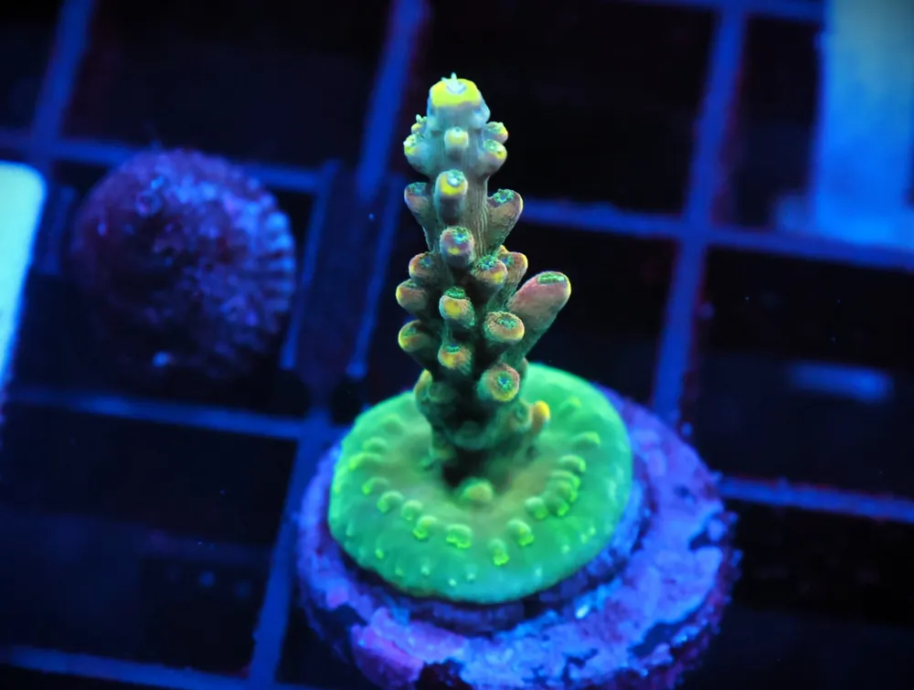 C50 – SDC MIC DROP ACRO - Saltwater