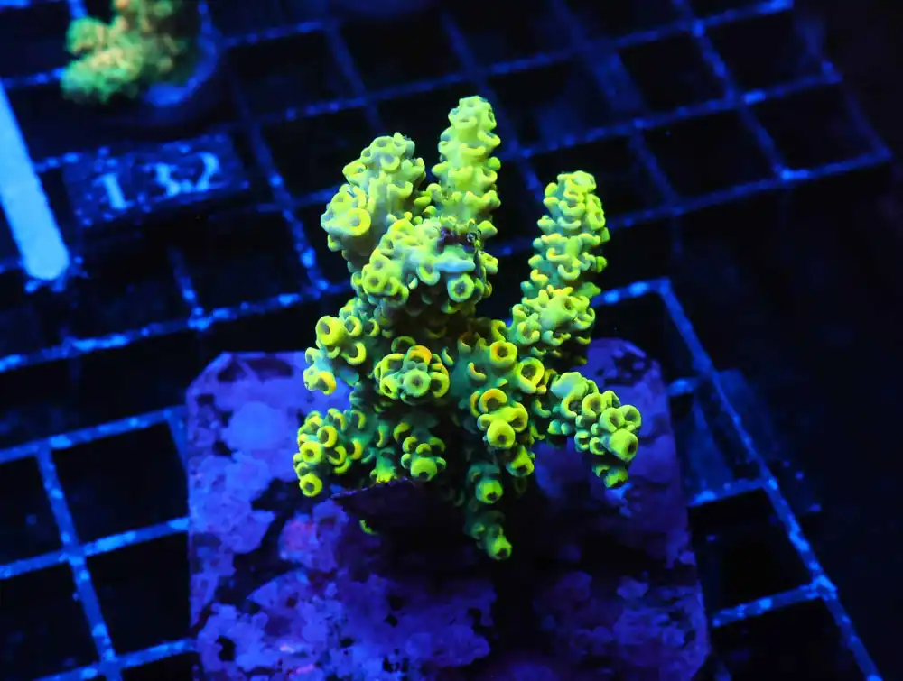 E125 – INDO ACRO YELLOW PREMIUM CULTURED - Saltwater