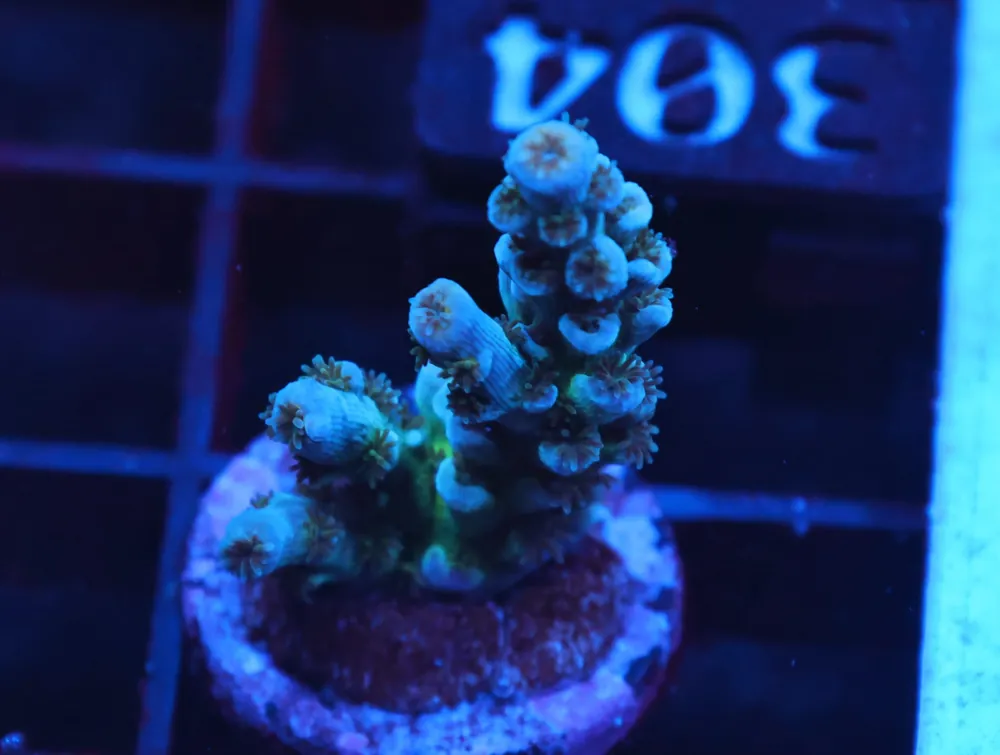 C304 – SDC ACROPORA ASST. PREMIUM - Saltwater