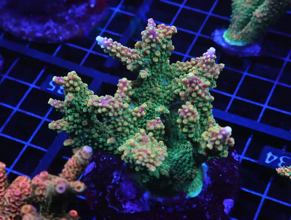 E34 – INDO ACRO PREMIUM CULTURED - Saltwater