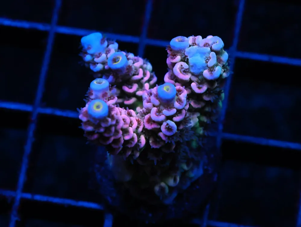 C52 – SDC JIGGLYPUFF ACRO TENUIS - Saltwater