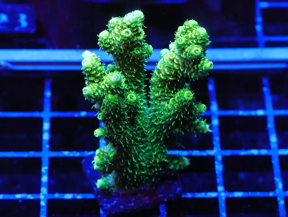 E118 – INDO ACRO PREMIUM MILLE CULTURED - Saltwater